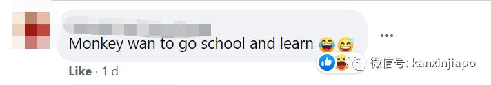 猴子“转头咧嘴对我微笑”,它想当新加坡幼儿园学生