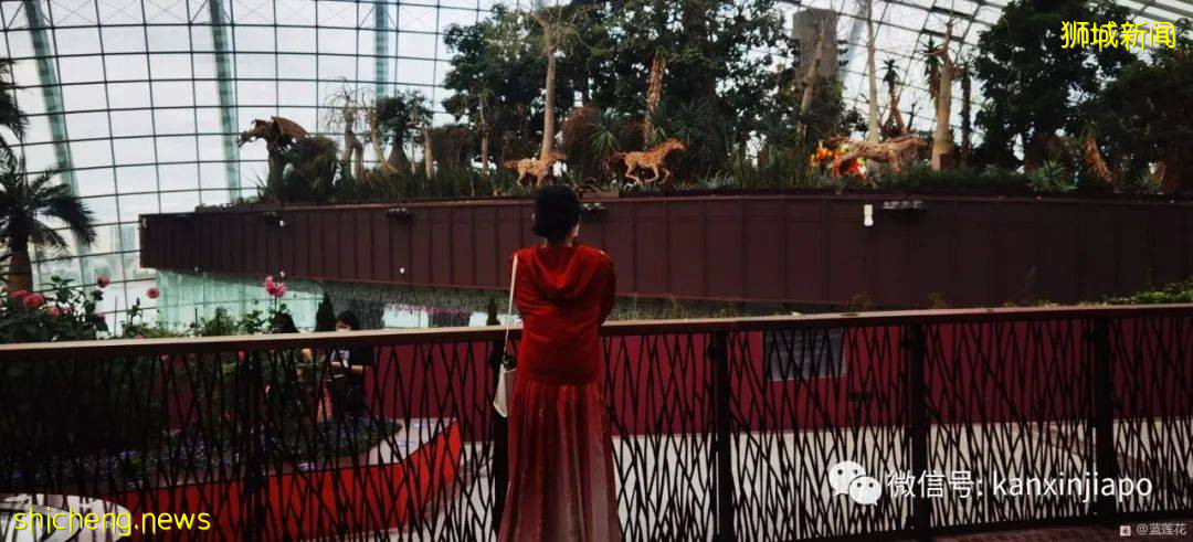 新加坡親子好去處！濱海灣～花穹～雲霧森林～空中步道半日遊