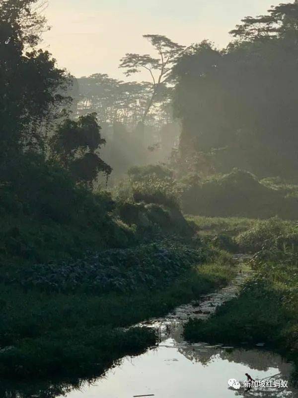 新加坡隐藏版秘境 绝美的金文泰森林