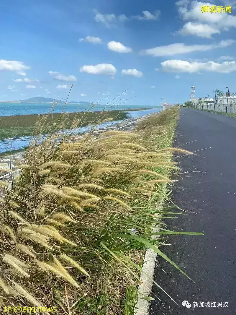 【圖文】這段18公裏沿海路線美爆了! 左看右看都不像在新加坡