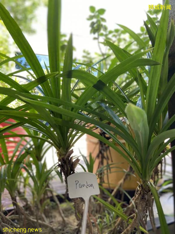 南洋味道丨班蘭葉下的美食!