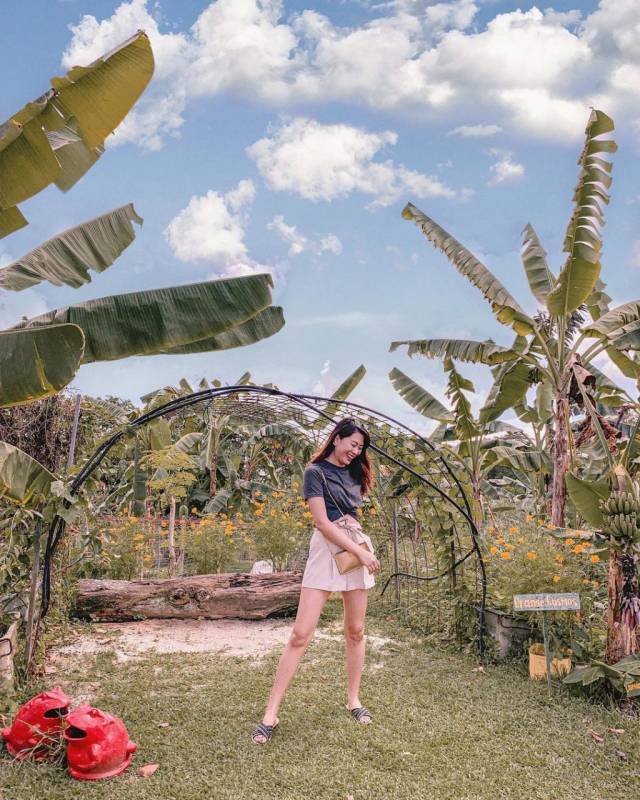 新加坡新大陸！Bollywood Veggies有機農場👩🏻‍🌾 市區外的田園風光 + 治愈寶地