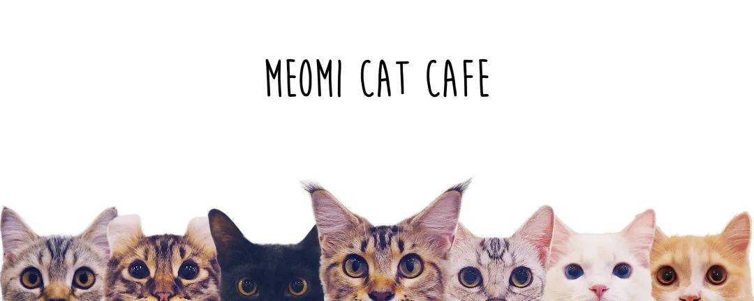 假期撸貓撸狗好去處！新加坡超治愈寵物咖啡店盤點