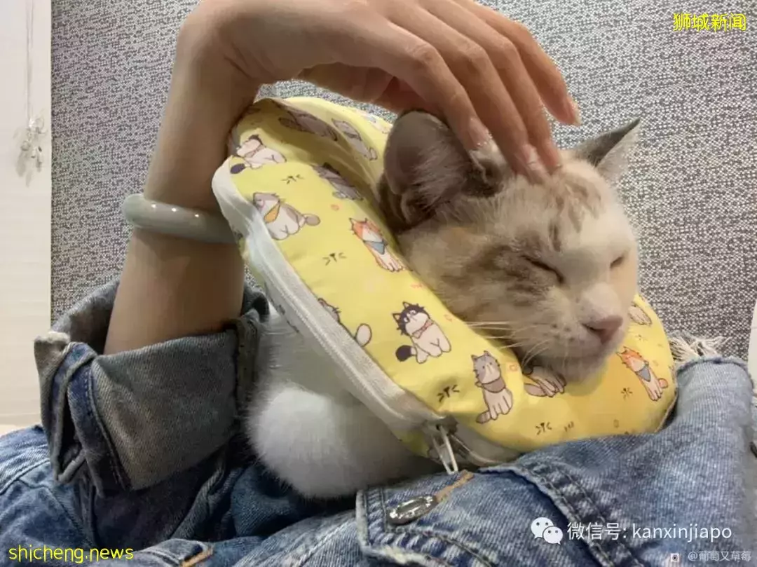 在新加坡怎么给猫咪绝育?铲屎官们看过来