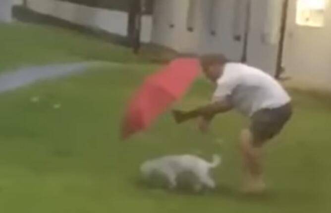 新加坡男子雨中为爱犬撑伞？这是什么狗操作