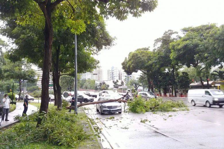 新加坡突降暴雨，全島多處淹水，大樹被連根拔起！網友：住7樓都被淹了