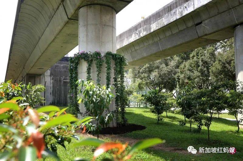 狮城最贴心的一道风景:无处不在的有盖走廊