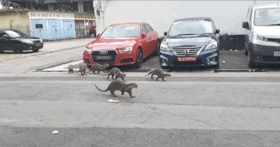 解封後，新加坡有“一對情侶”在馬路上沒戴口罩，公然擁抱!