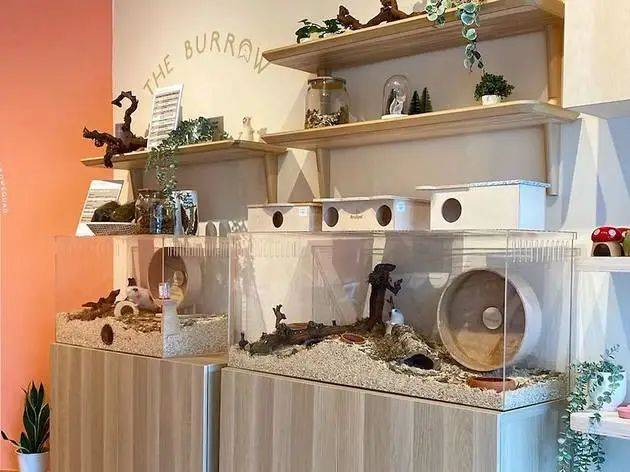 12月新加坡新開網紅店：超人氣日料店、侏羅紀快閃咖啡廳、夢幻北歐冰屋