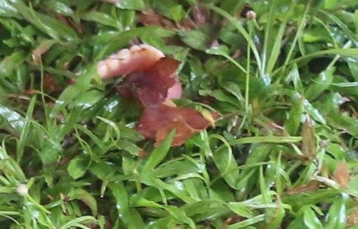 指他偷东西 壮汉重拳打死阿伯 