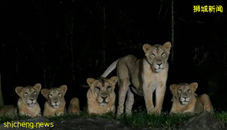 动物园被感染狮子将进行粪便采样代替捅鼻孔，关于动物疫苗也已展开咨询