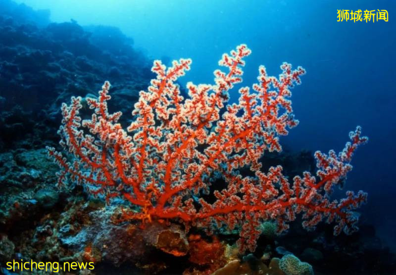 作爲島國，新加坡如何擴張自己的領土