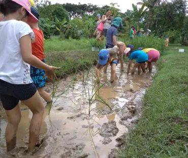 種水稻，摘蘑菇，新鮮蘆荟飲品！藏在新加坡的7大蔬菜農場我找到啦