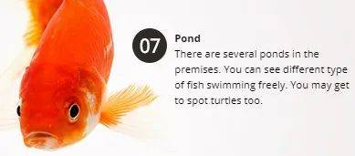 經營20年的新加坡“動物度假村”宣布結業，明年1月10日爲最後營業日期