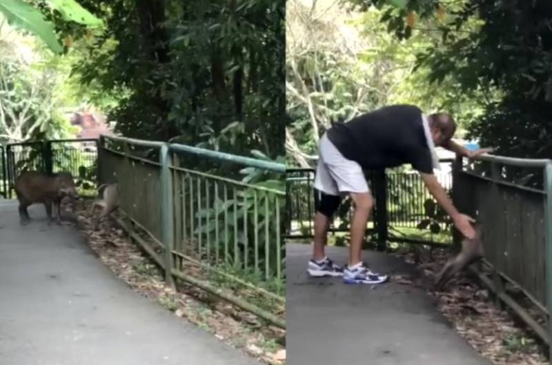 獅城野豬太胖被卡欄杆直嚎~8名前線抗疫女姓獲年度傑出獎