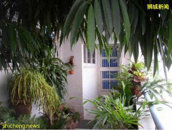 新加坡組屋變“客廳”？有點格局！養雞場、小叢林、毛片場