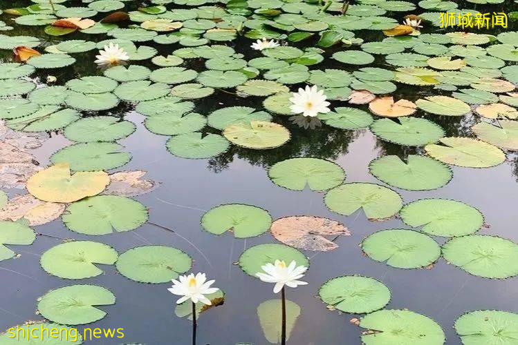 不能出国，坡里这些美食美景让你假装在国外