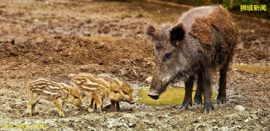 校园里有野猪的原因找到了?NTU 科学家这样说