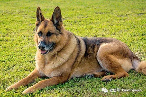 金毛被舉報組屋主人無奈棄養,還有哪些狗狗組屋不能養