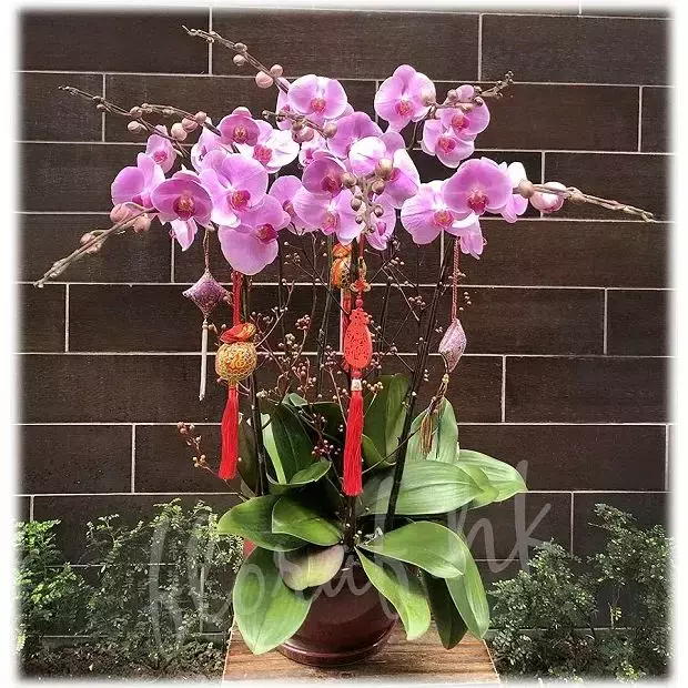 新加坡過年比中國還熱鬧！搶頭香、換新鈔、送橘子……你還知道哪些習俗