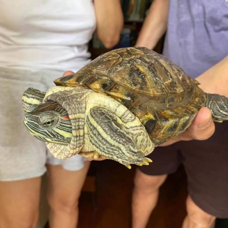 李顯龍總理發了這張小動物照片，竟引來無數人自曝