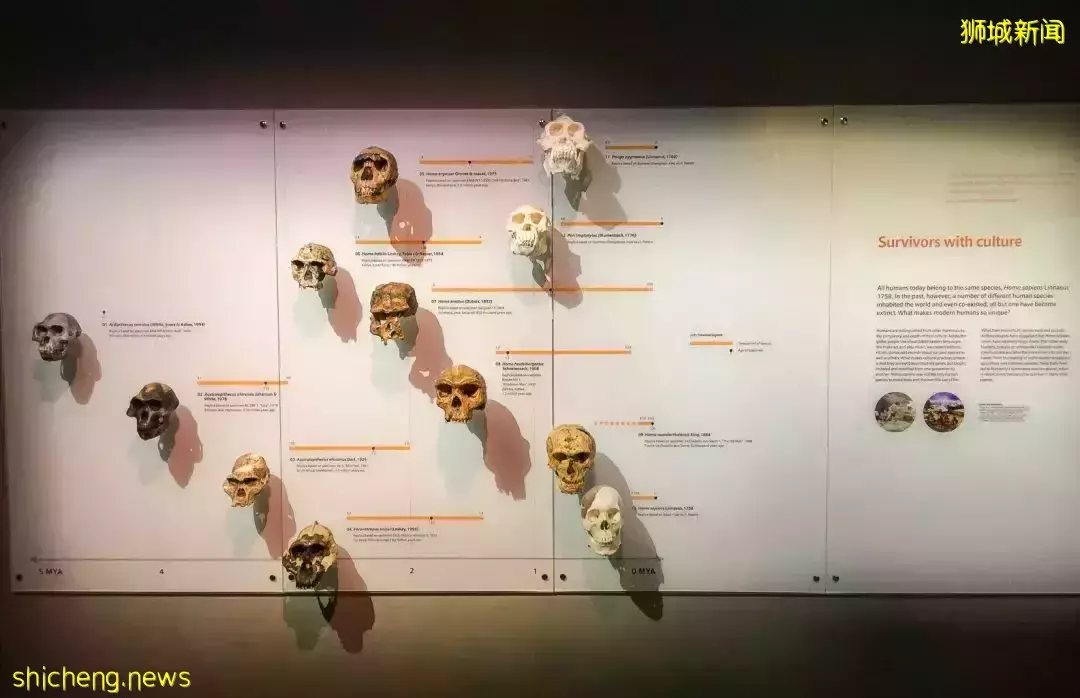 在新加坡，你見過熱戀中的水獺嗎