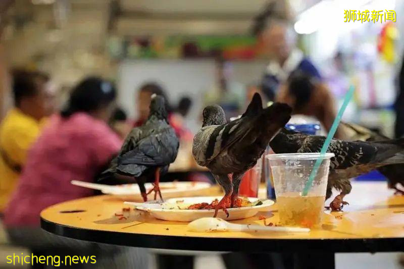 既是花园城市,也是罚款之都,留学生初入新加坡都需要注意哪些呢