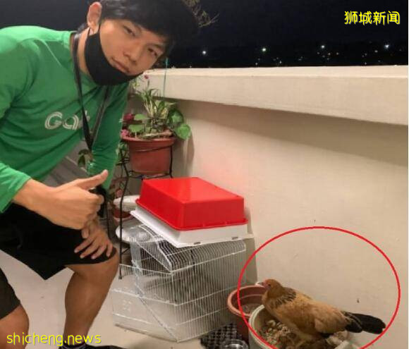 在新加坡送外卖，还得附带抓鸡