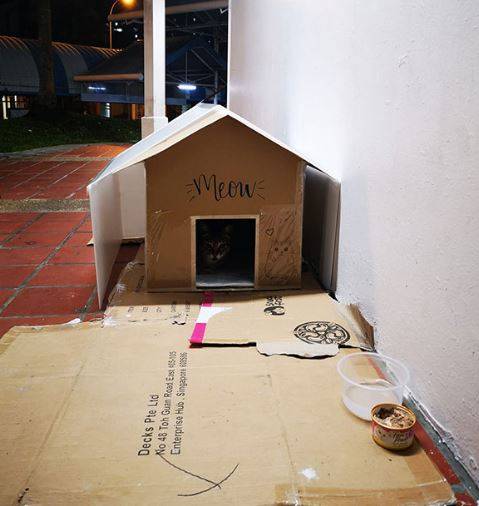暖心！瓢泼大雨中新加坡爱心人士为流浪猫造房子