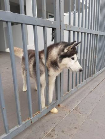 主人狮城工作 狗儿孤独顾家 巫裔大哥面书招人认领