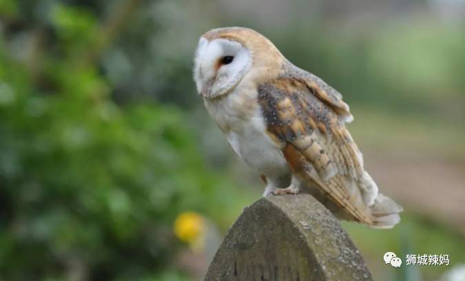 新加坡最好玩的海灘公園!趕海、騎馬、劃艇、樹籬迷宮、燒烤露營,超適合家庭出遊