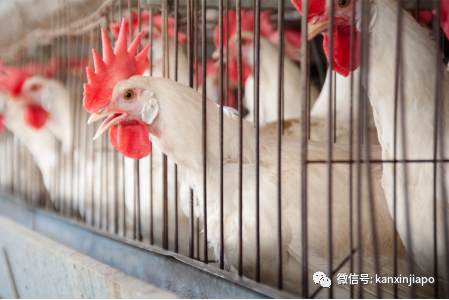 人造鸡肉诞生后第一站：新加坡