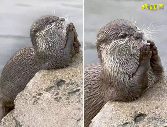 我要报警!新加坡的野猴冲进超市抢面包,惊呆路人