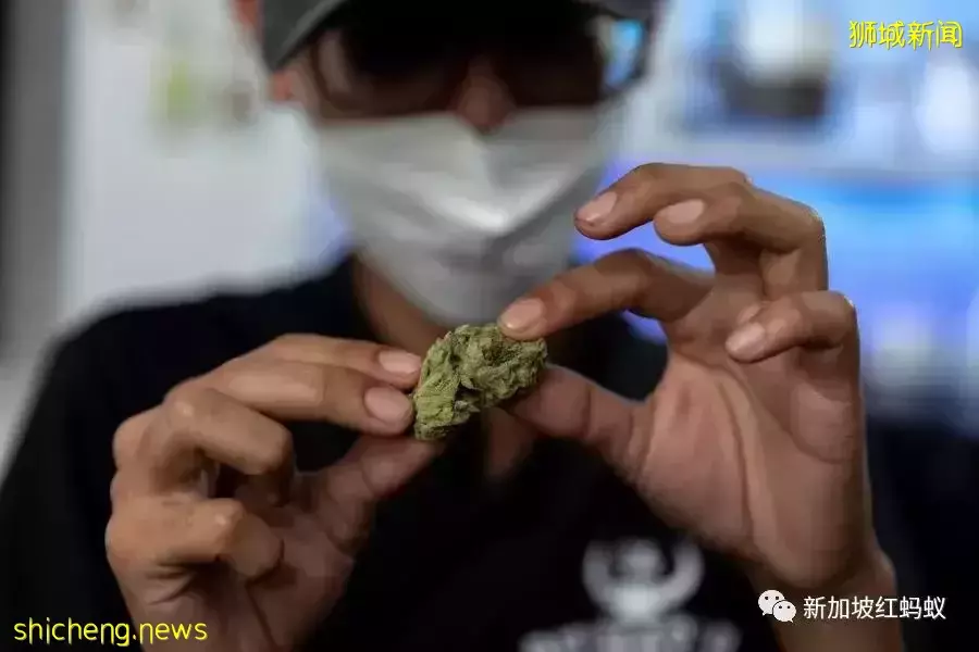泰國推廣大麻用途　新加坡人可看不可試，以免樂極生悲