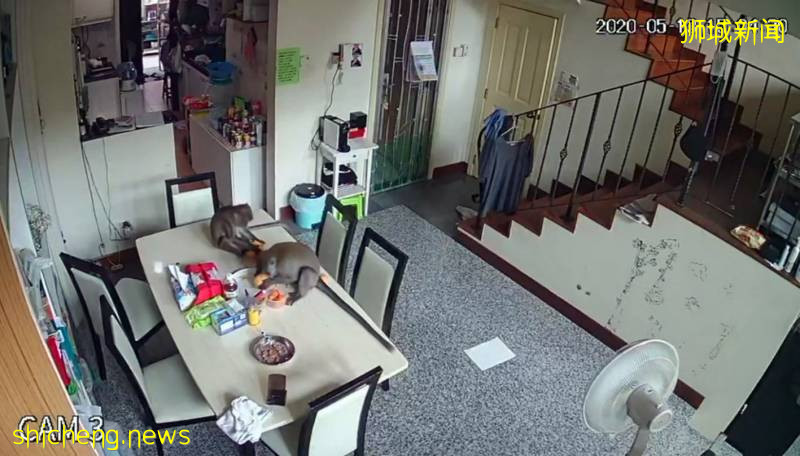 疑因坟场祭品大减 饿猴闹私宅区觅食