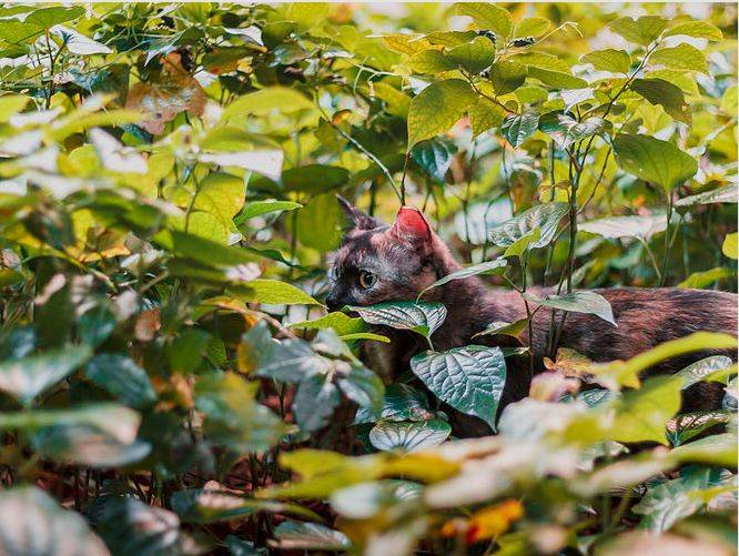 小坡島留學 NUS 校園撸貓攻略