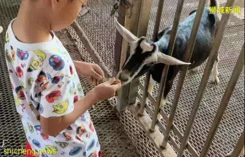 下水抓蛙、摘菜摸鱼、开土摩托……我带娃体验了一把新加坡的农家乐