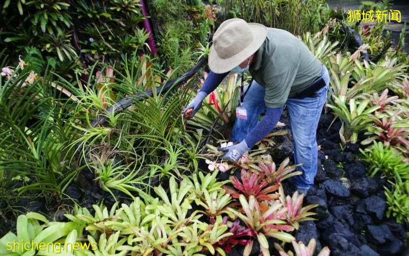 未来六年园景维护员工每年最低工资平均涨6.3％