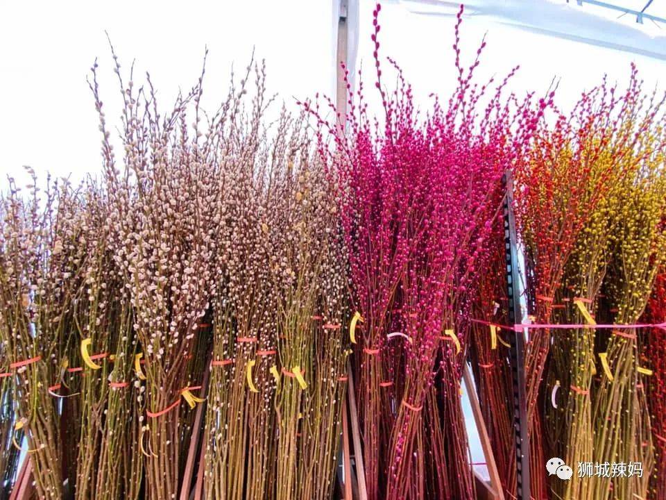 新加坡最大最好逛的花市,1000+花卉,新年必入好运连连