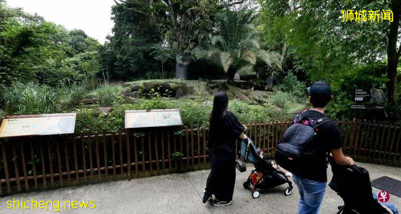狮城动物园第五头狮子染冠病!14头狮子被隔离