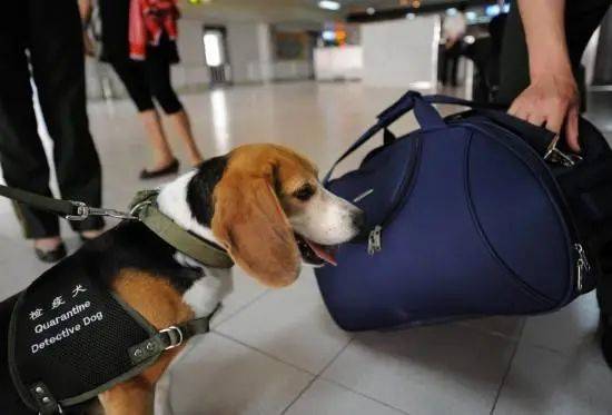 NUS博士研發60秒呼吸檢測病毒技術，新冠檢測“黑科技”大盤點