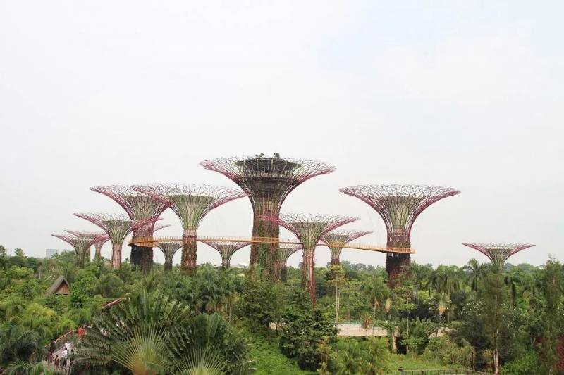 新加坡植物园,真的是个风景如画的好地方呢~(一)