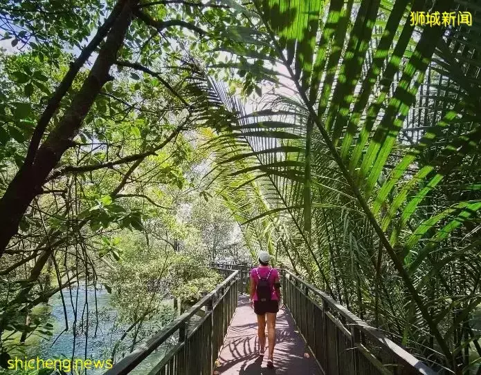帶娃逛遍新加坡的森林和水庫，9條適合兒童徒步的路線