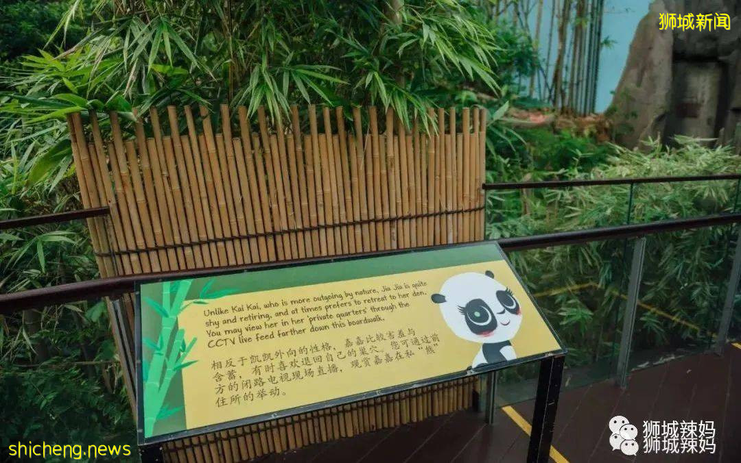 僅2天！新加坡動物園最牛的餵動物之旅，8折！還有幻光雨林和4大園5.5折起，搶啦