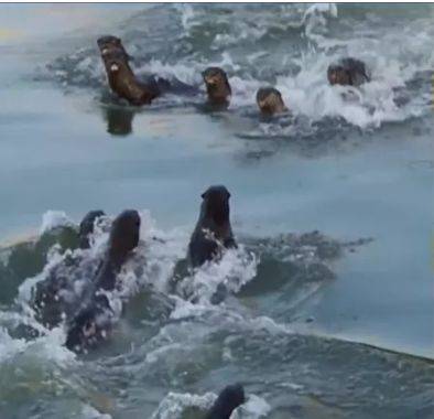 闯入公寓泳池、吃光鱼塘锦鲤!这群玩意在新加坡太嚣张了