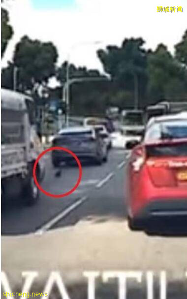 顽皮小猫在新加坡公路乱窜险丧车轮之下，众人停车“抓喵喵”爱心满满
