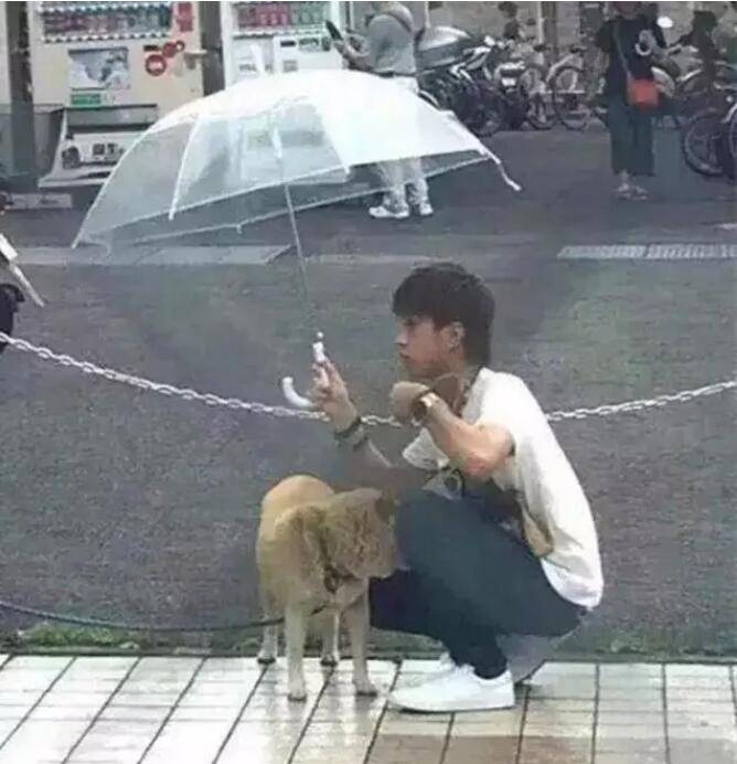 新加坡男子雨中为爱犬撑伞？这是什么狗操作