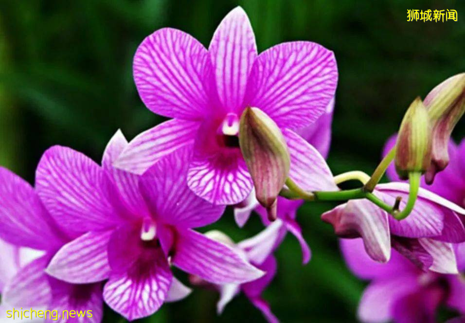 新加坡風俗文化