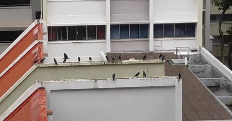 居民赶乌鸦被认出  遭啄头追着跑