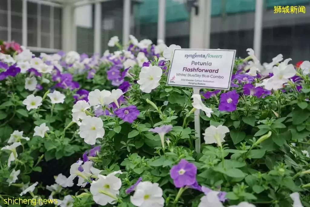 滨海湾花园花穹和云雾林双展览!绣球花+哥斯达黎加胡姬花限时展出,要看要快啊~💐